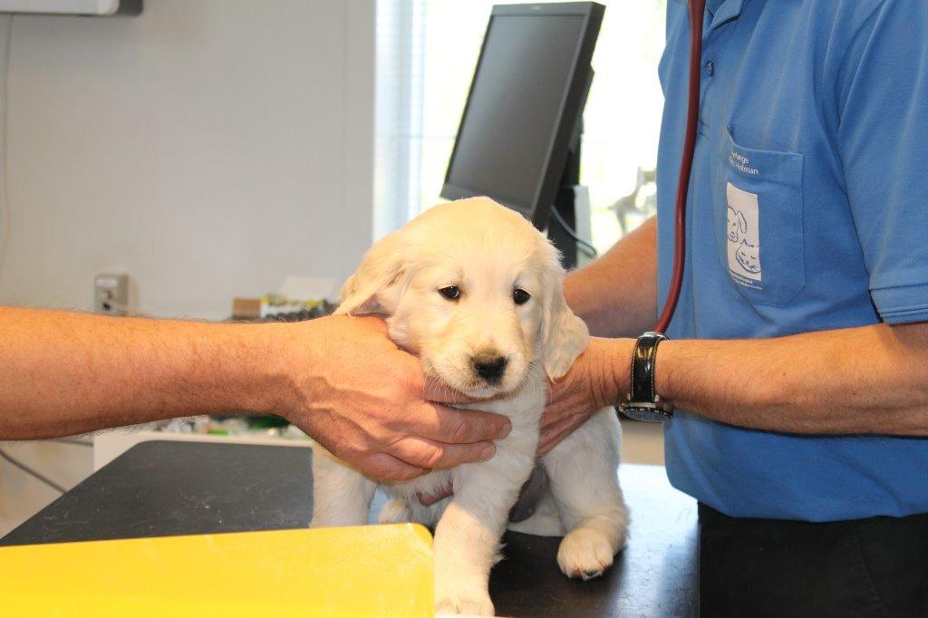 Golden retriever Lilly billede 15