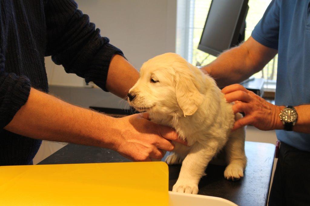 Golden retriever Lilly billede 16