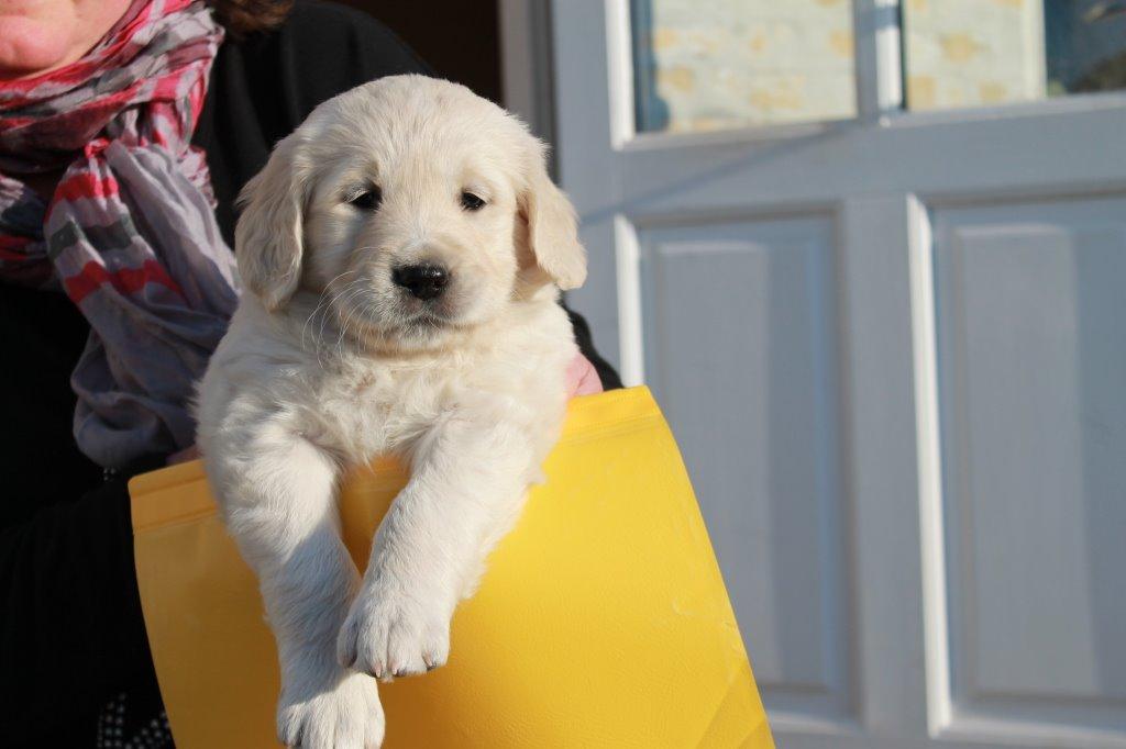Golden retriever Lilly billede 2