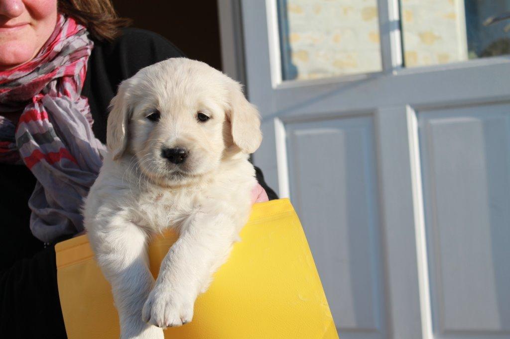 Golden retriever Lilly billede 17