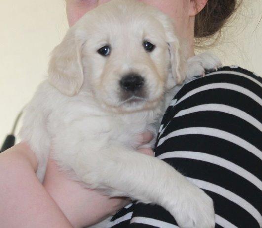 Golden retriever Lilly billede 18