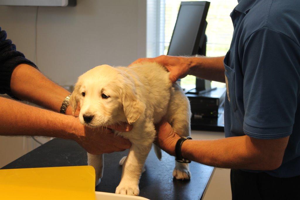 Golden retriever Lilly billede 14