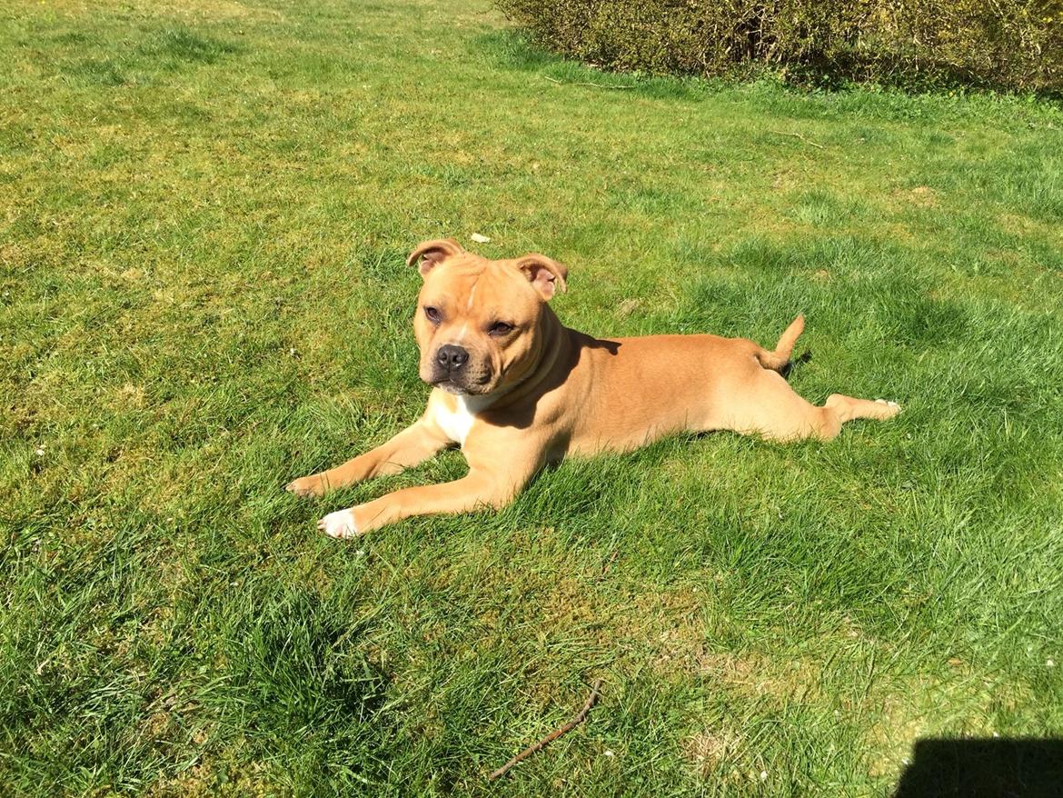 Staffordshire bull terrier Uso billede 15