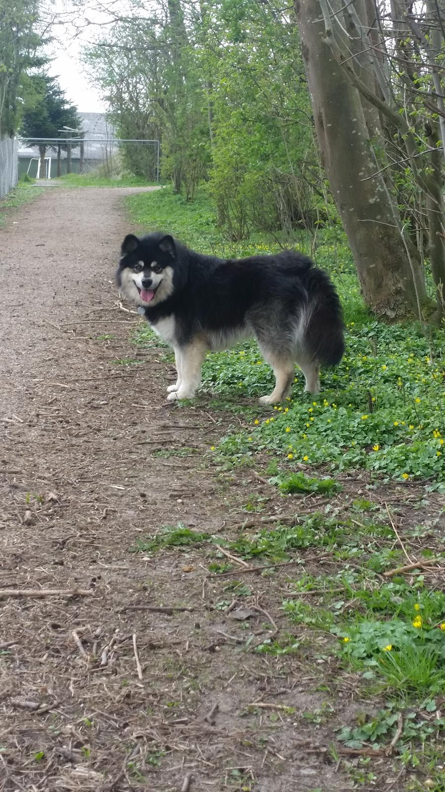 Finsk lapphund Zaki billede 12