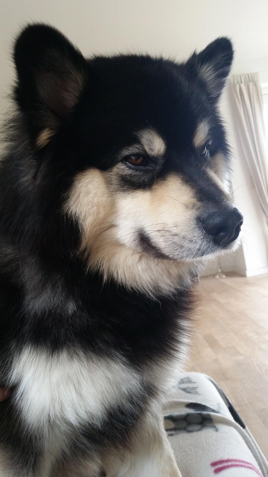 Finsk lapphund Zaki billede 13