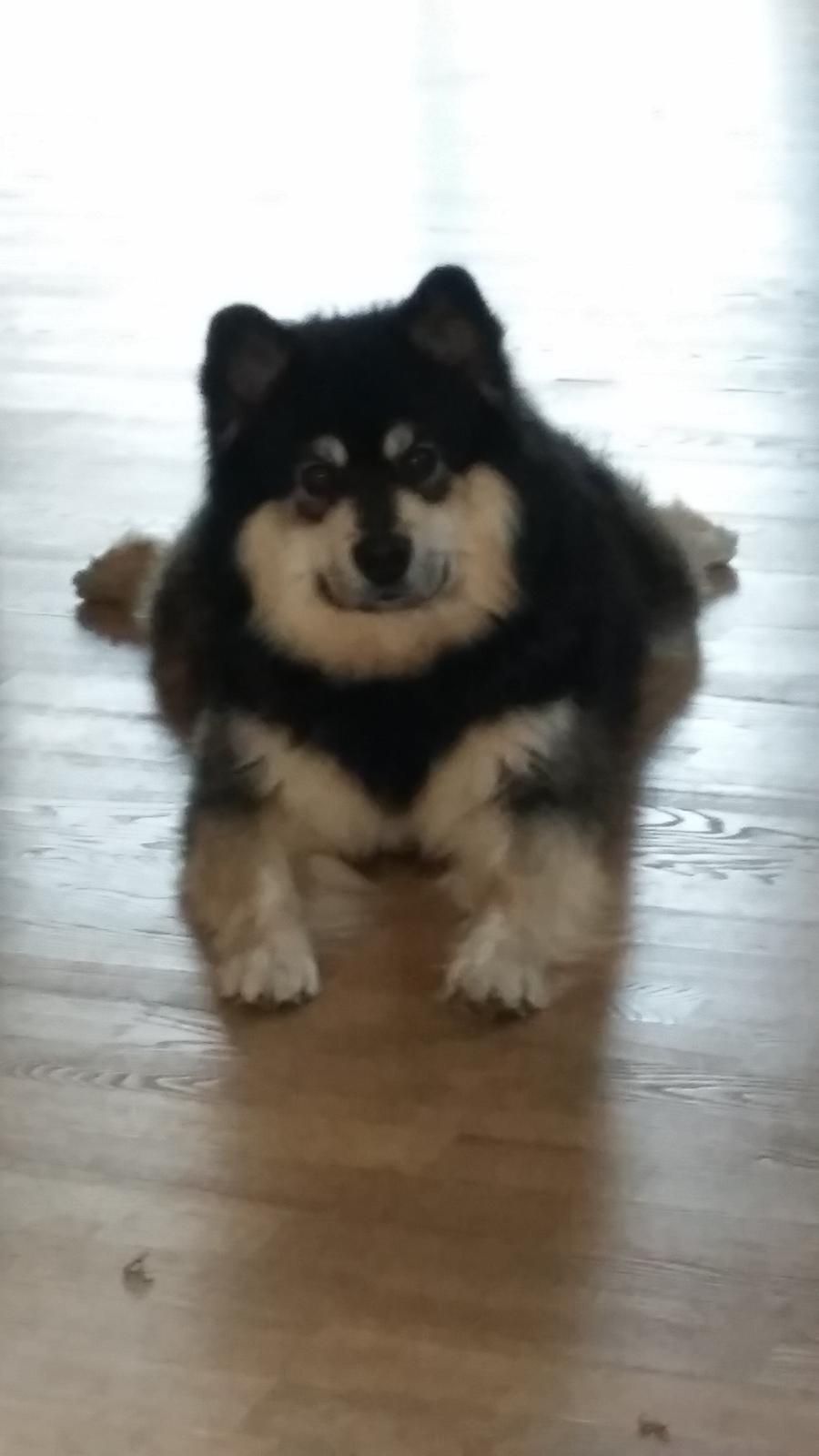 Finsk lapphund Zaki billede 14