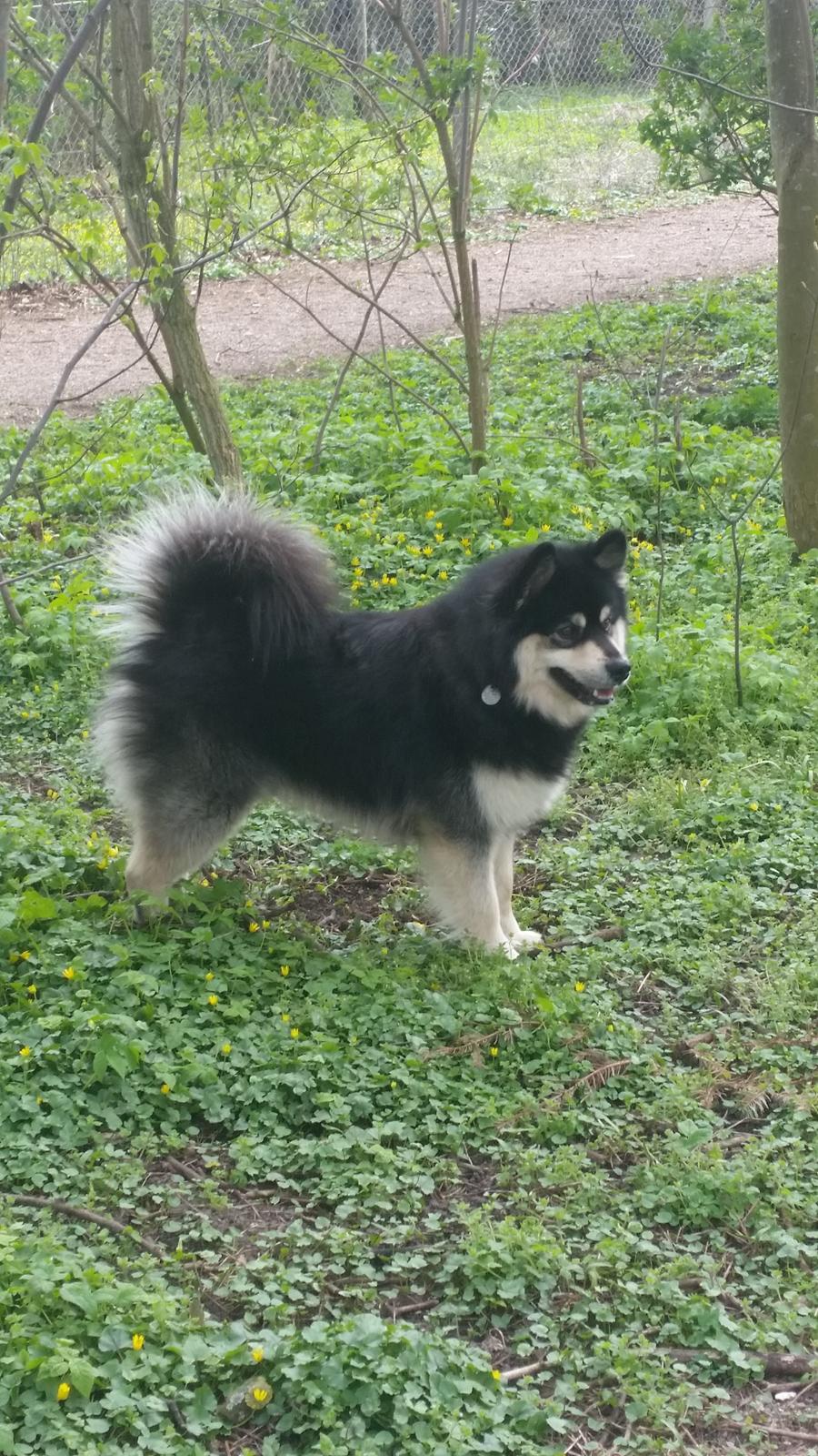 Finsk lapphund Zaki billede 15