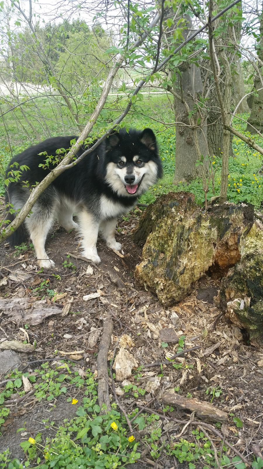 Finsk lapphund Zaki billede 17