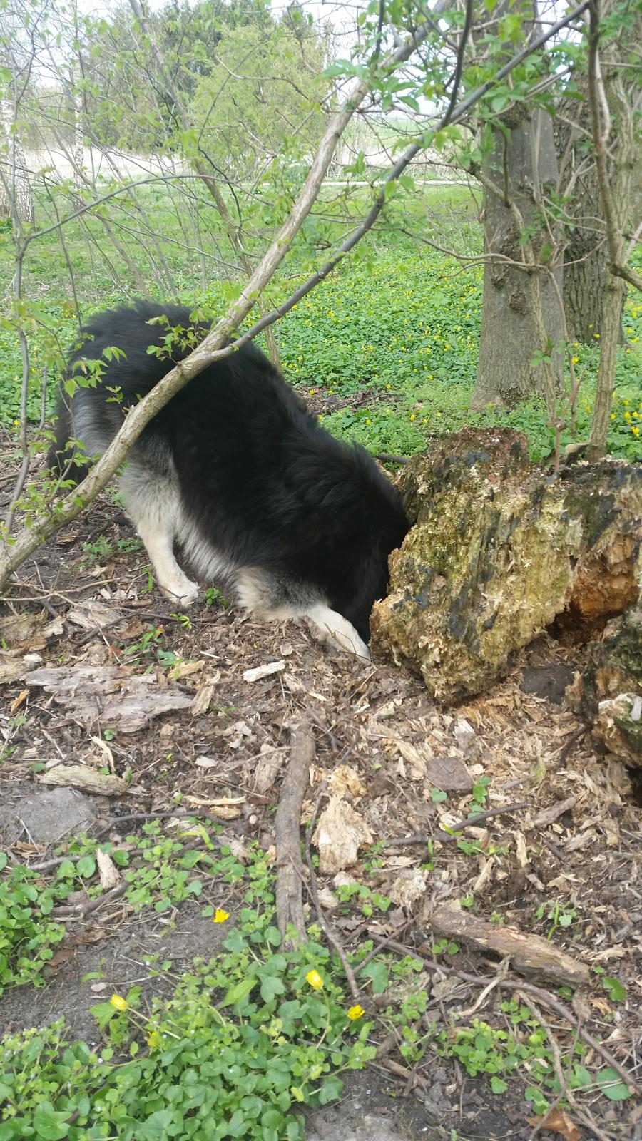 Finsk lapphund Zaki billede 16
