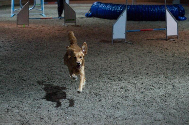 Golden retriever Rosemosegårds Celica - Clara - Weeeeeeeeeeeh!! :-D billede 16