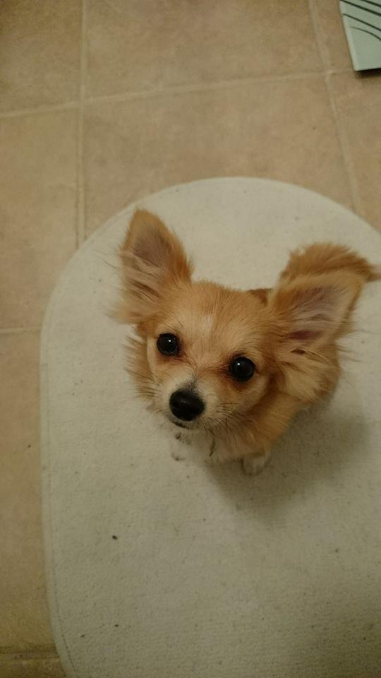 Blanding af racer Simba billede 5