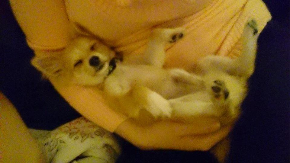 Blanding af racer Simba billede 30