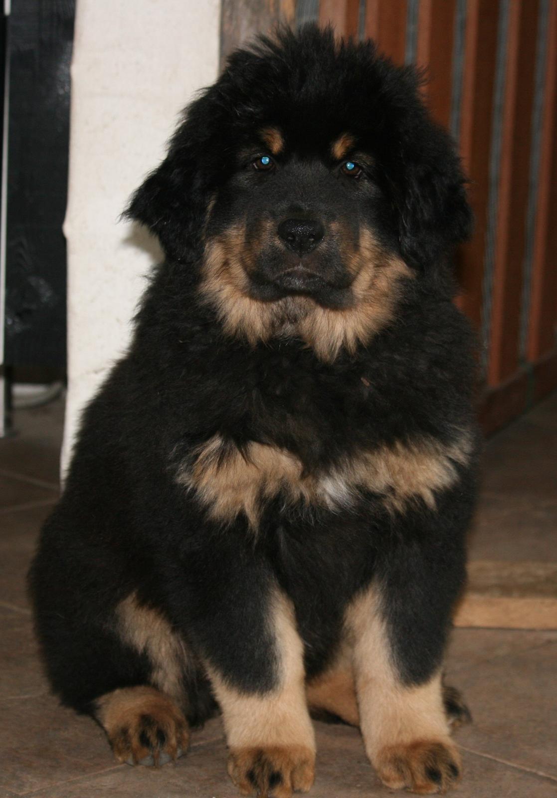 Tibetansk mastiff Dharma billede 12