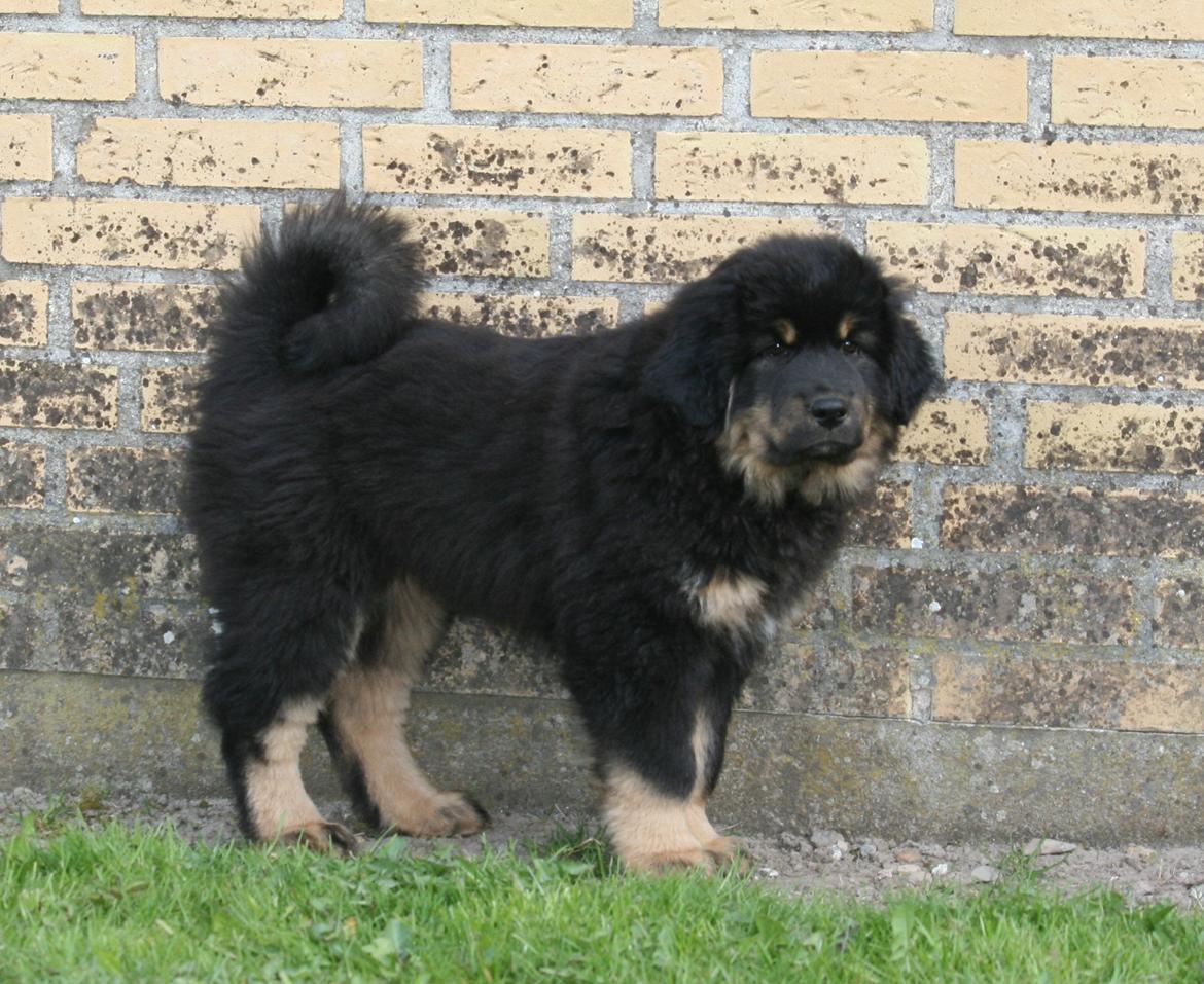 Tibetansk mastiff Dharma billede 13