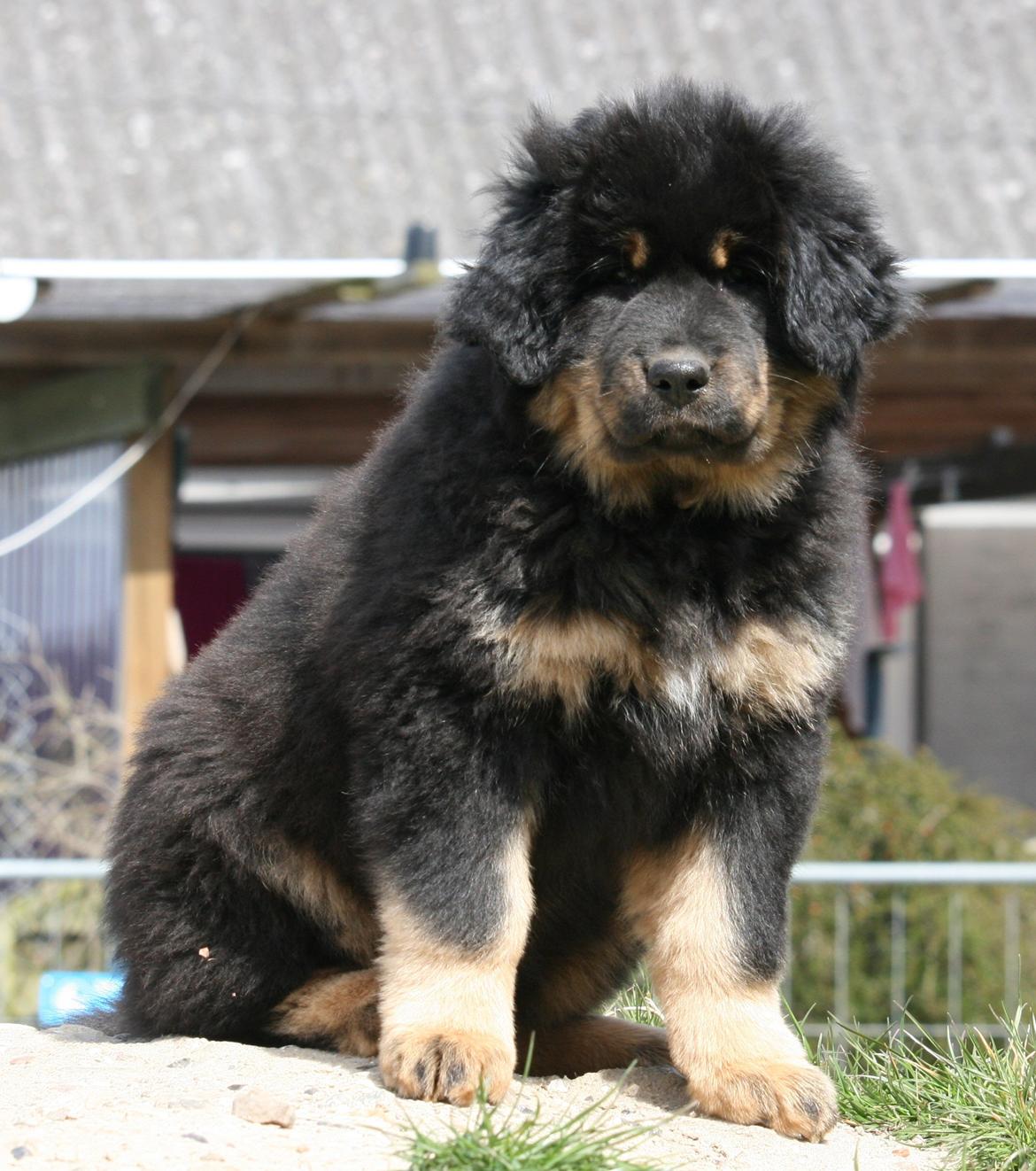 Tibetansk mastiff Dharma billede 15