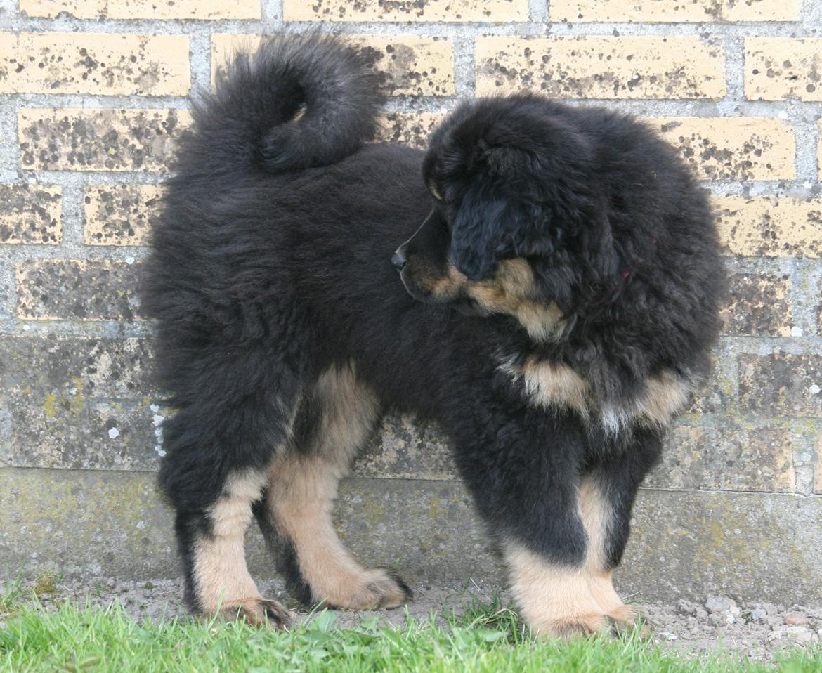 Tibetansk mastiff Dharma billede 14