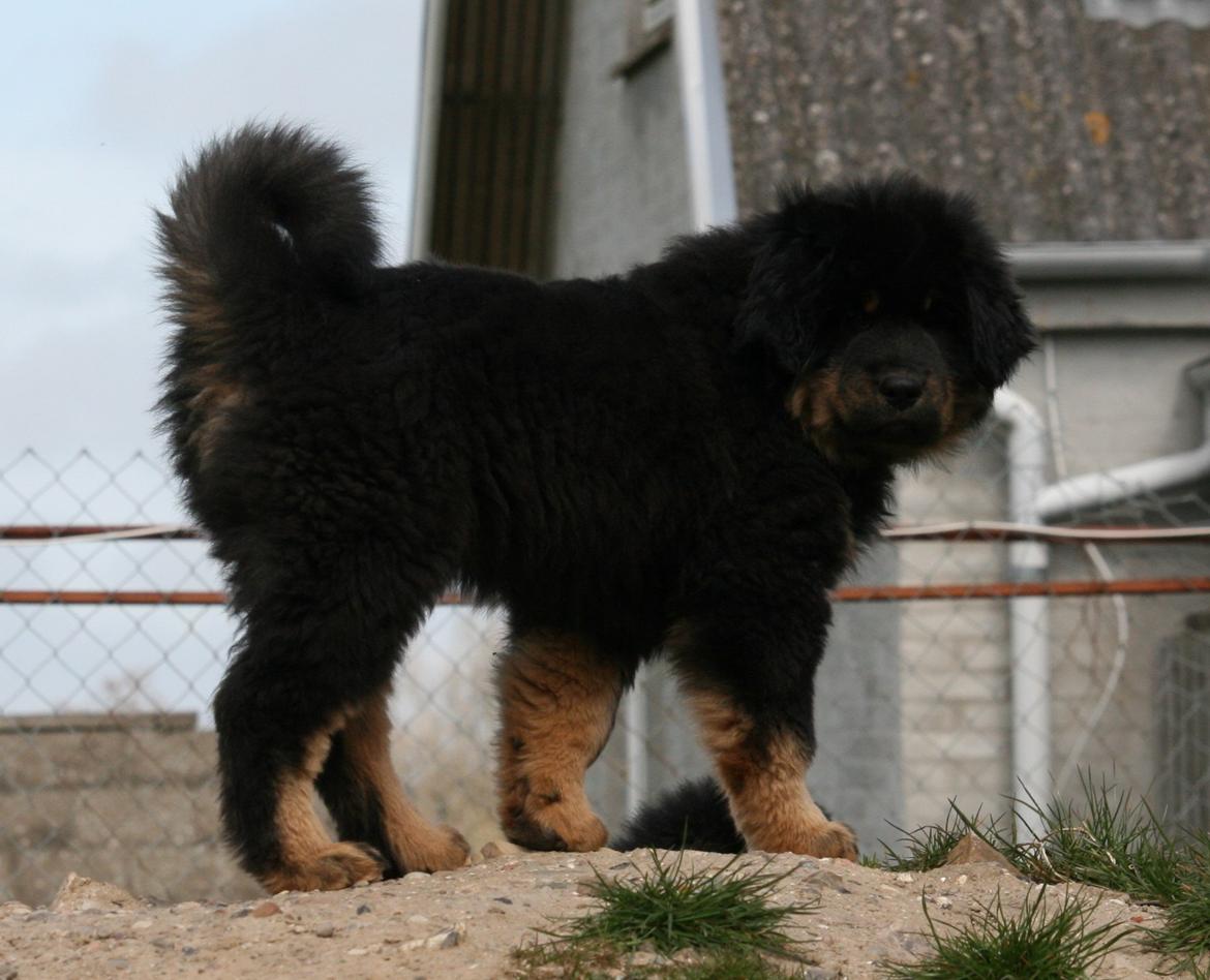 Tibetansk mastiff Dharma billede 10