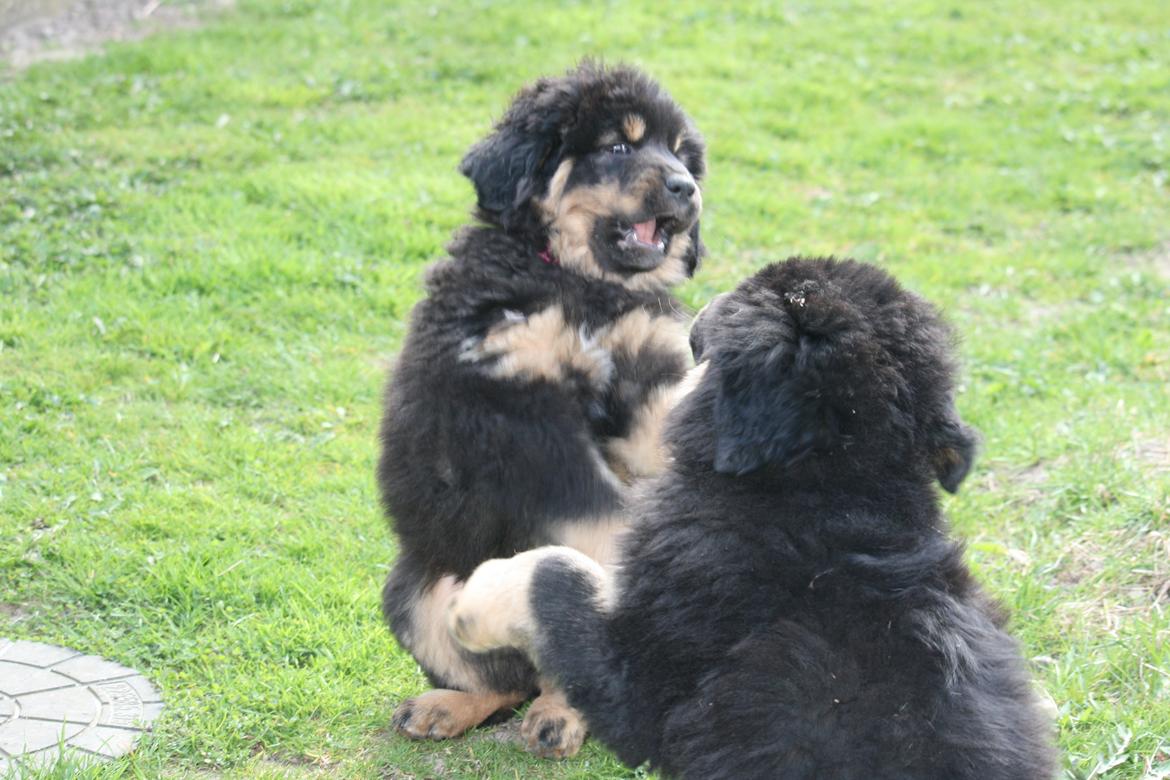 Tibetansk mastiff Dharma billede 16