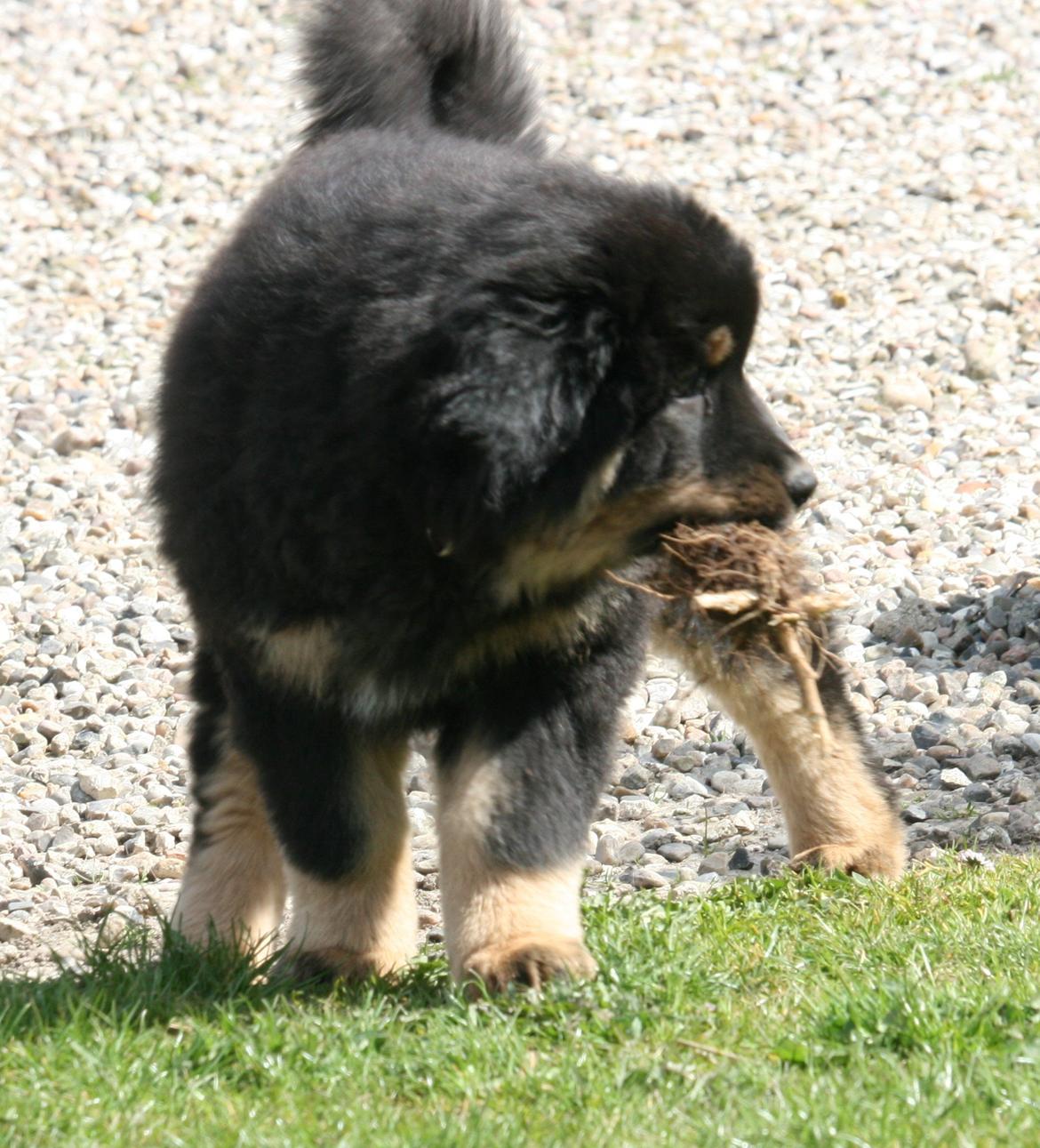 Tibetansk mastiff Dharma billede 18