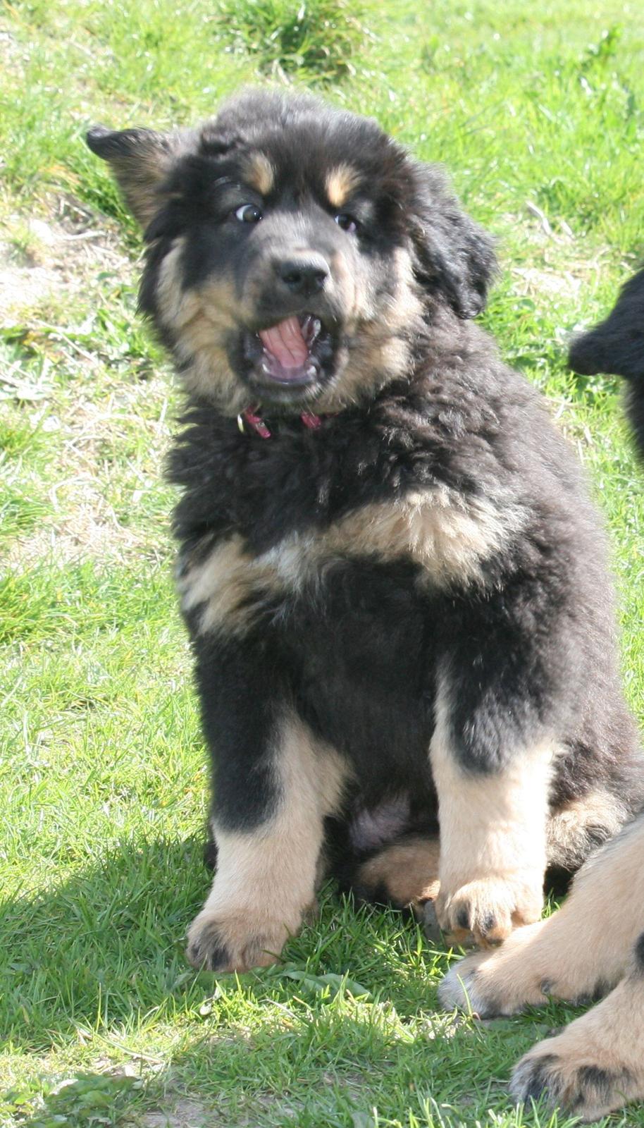 Tibetansk mastiff Dharma billede 17