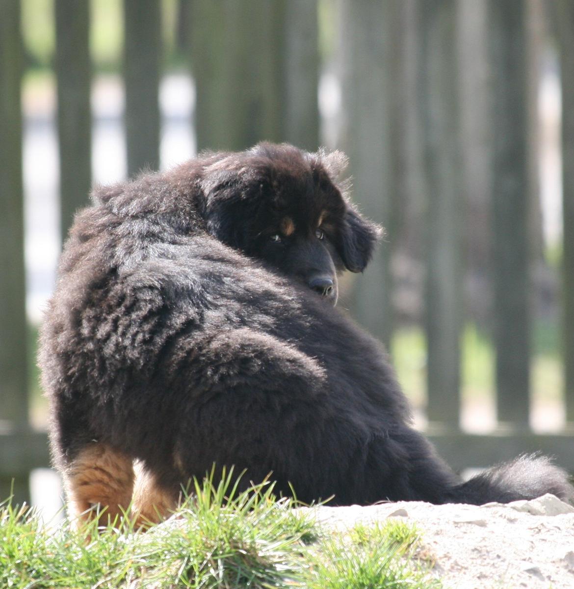 Tibetansk mastiff Dharma billede 9