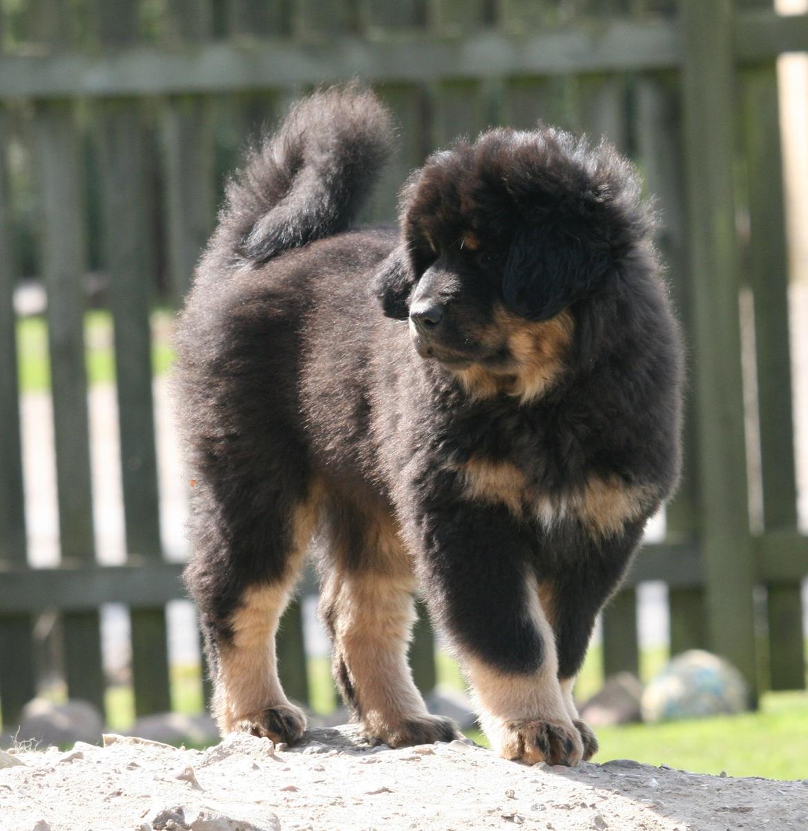 Tibetansk mastiff Dharma billede 11