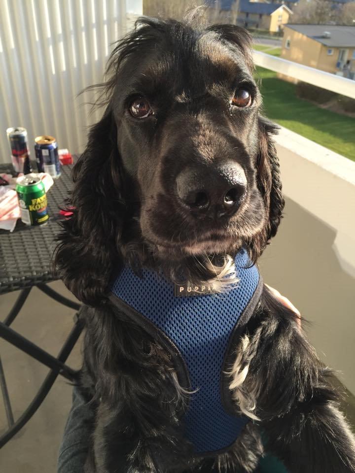 Cocker spaniel Koma billede 12