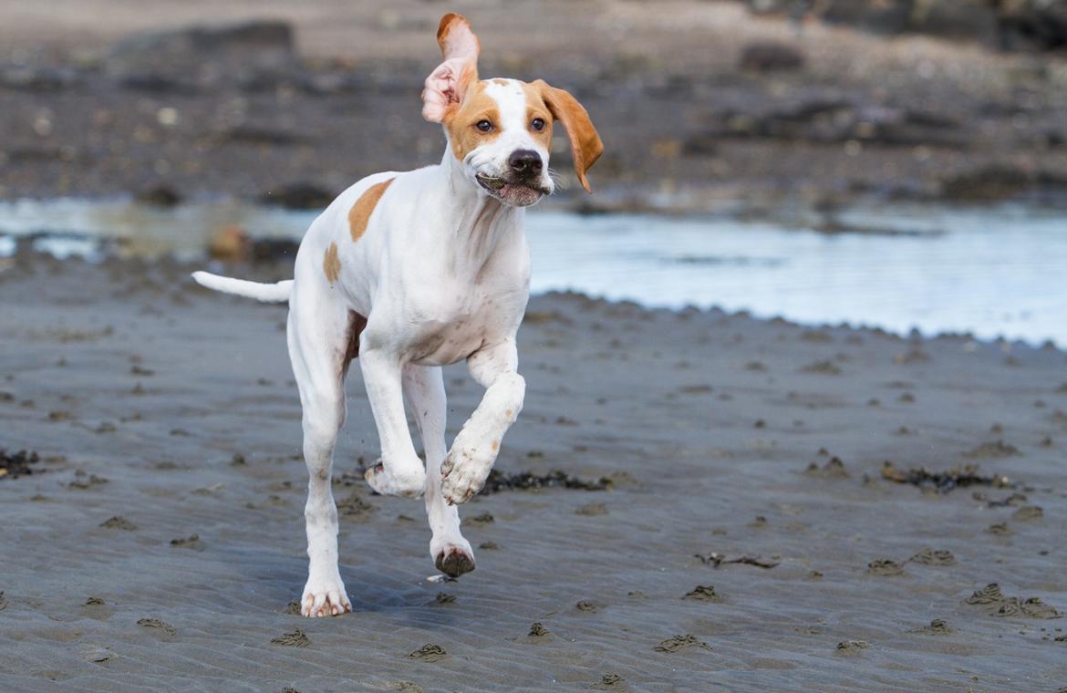 Pointer Tundra - April 2015 billede 1