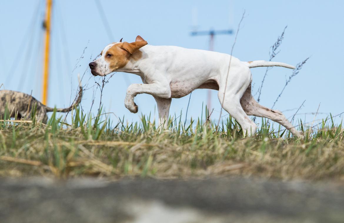Pointer Tundra - April 2015 billede 20