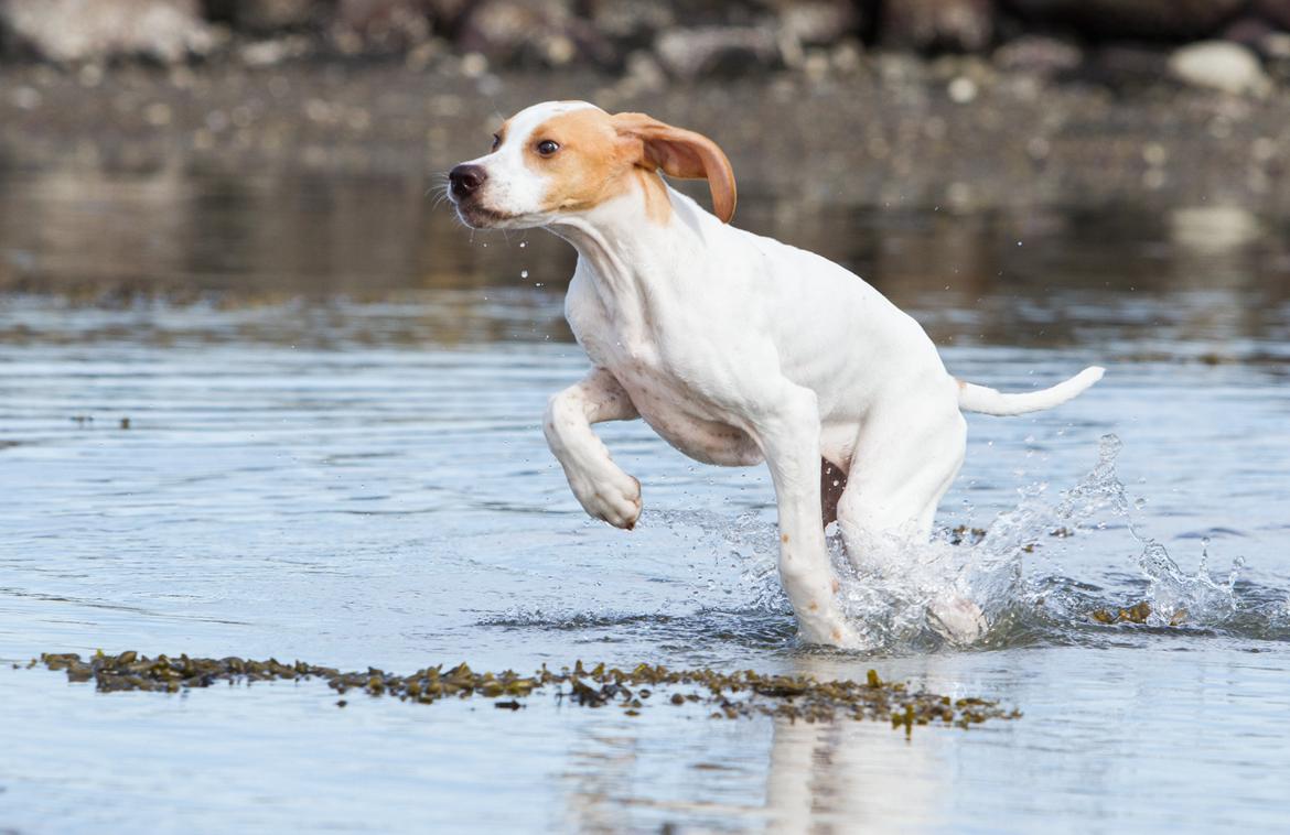 Pointer Tundra - April 2015 billede 19