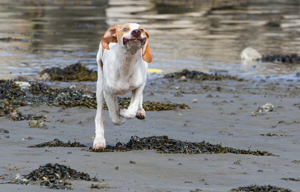 Pointer Tundra - April 2015 billede 22