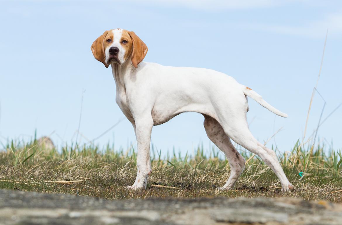 Pointer Tundra - April 2015 billede 21