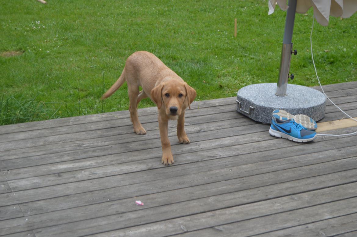 Labrador retriever Honey-Bonni billede 14