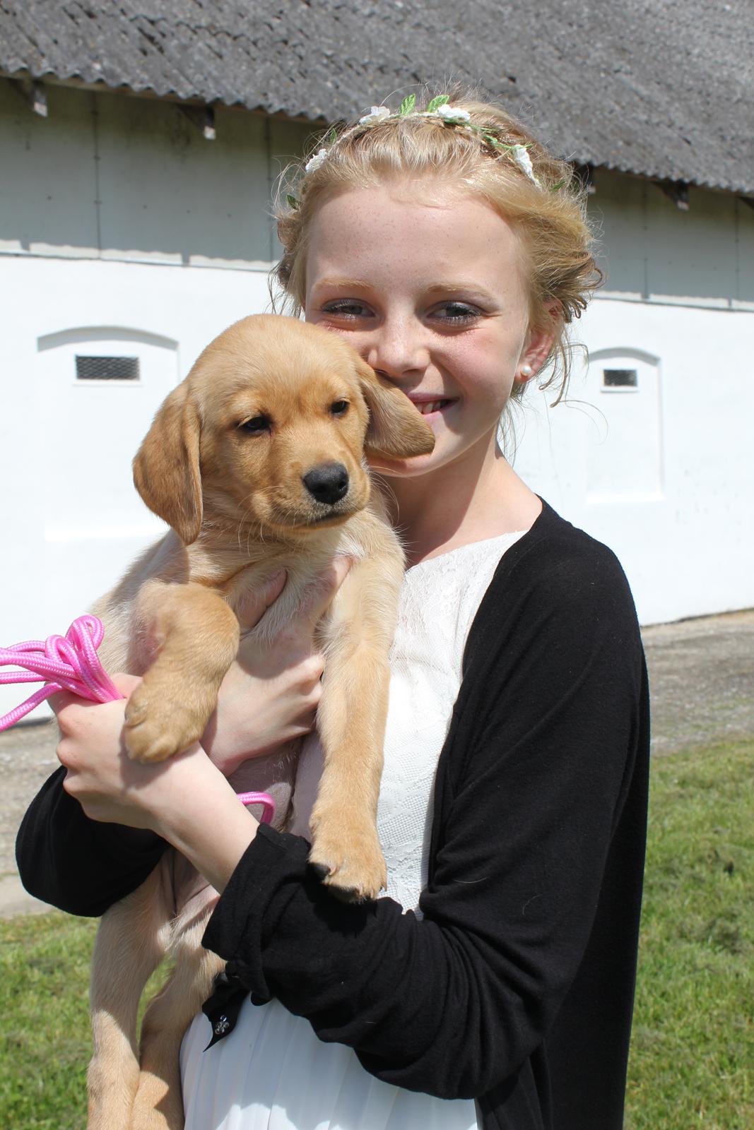 Labrador retriever Honey-Bonni billede 16