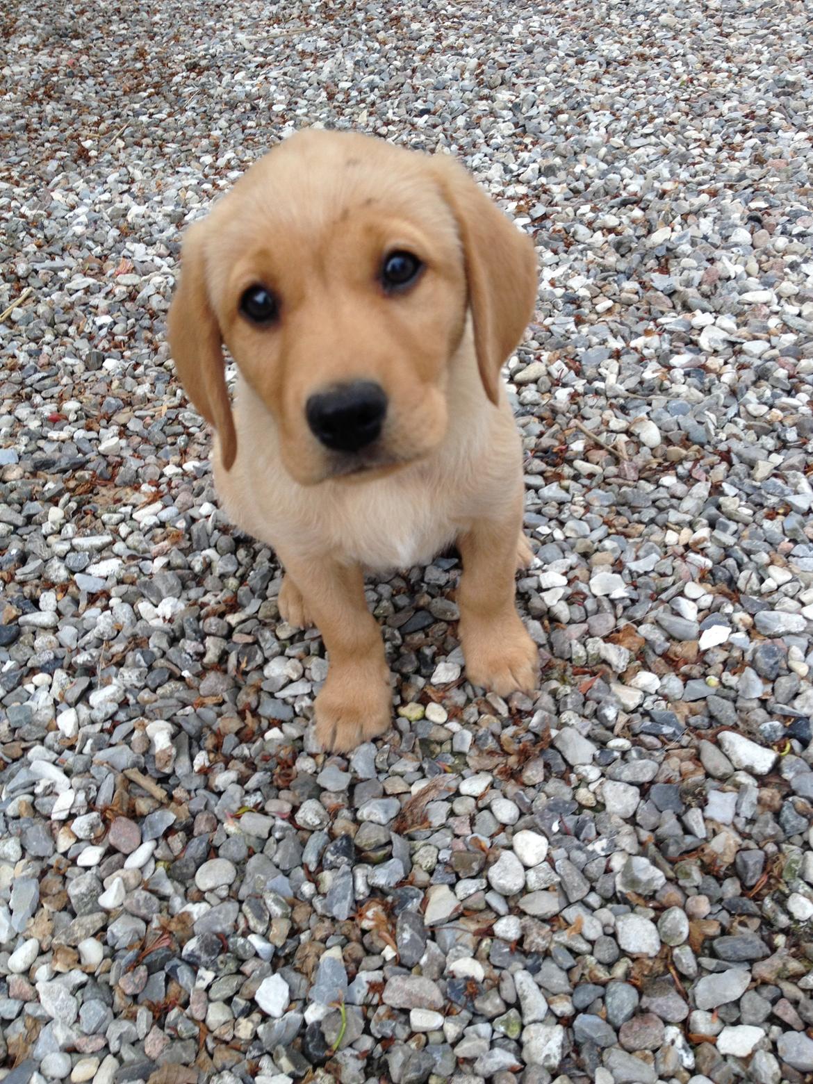 Labrador retriever Honey-Bonni billede 24