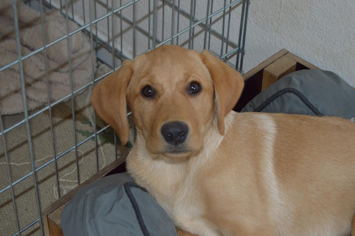 Labrador retriever Honey-Bonni billede 22