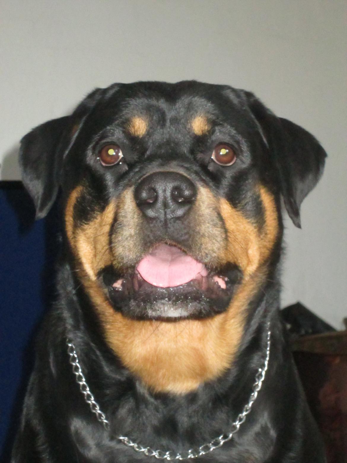 Rottweiler Kia billede 36