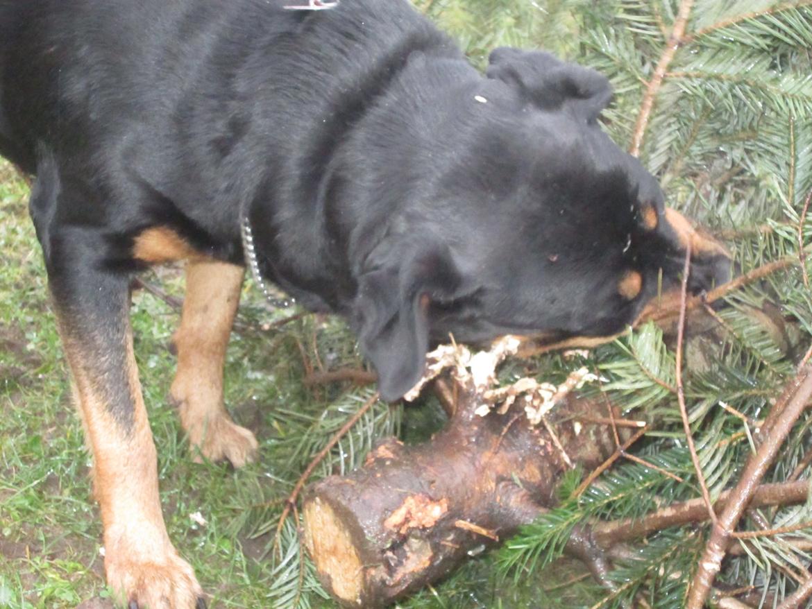 Rottweiler Kia - Kia spiser det gamle juletræ. billede 38