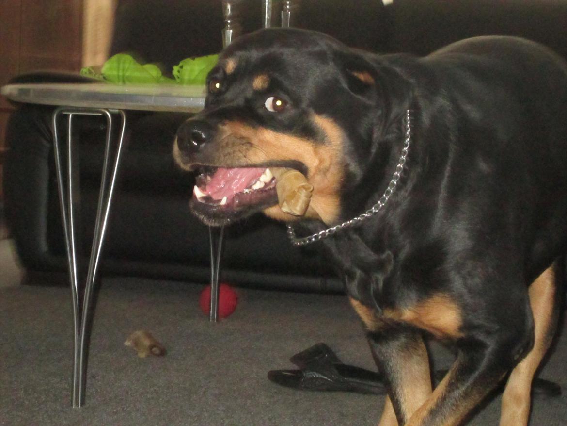 Rottweiler Kia - "Nam, nam kødben" billede 37