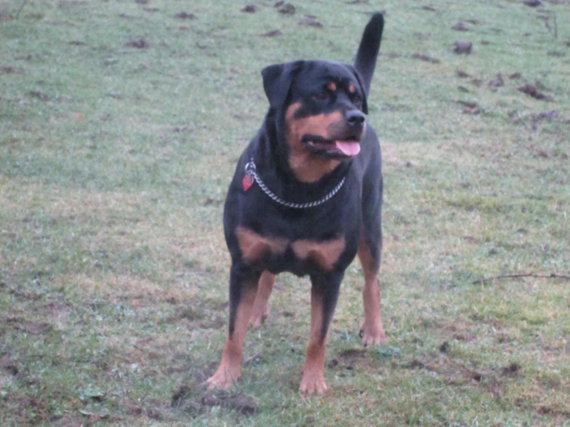 Rottweiler Kia - Kia driller hestene. billede 39