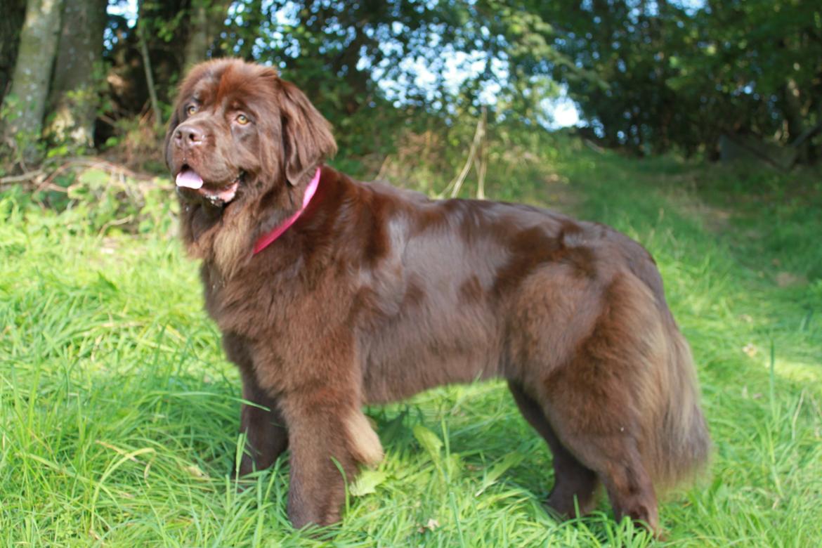 Newfoundlænder Alma billede 32