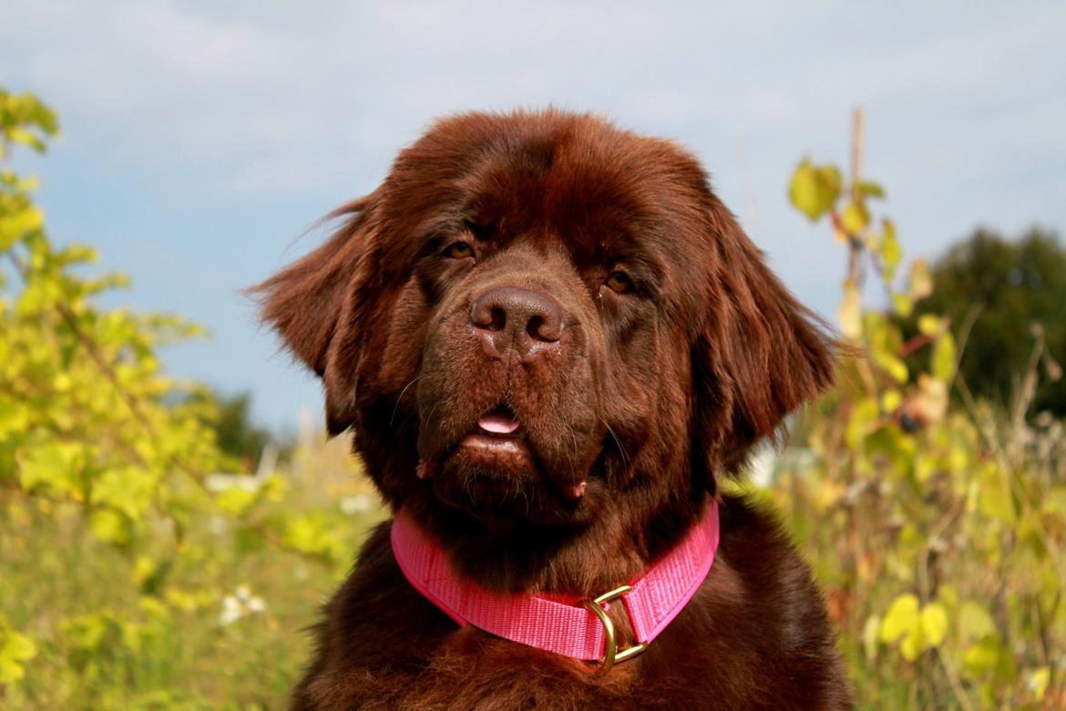 Newfoundlænder Alma billede 33