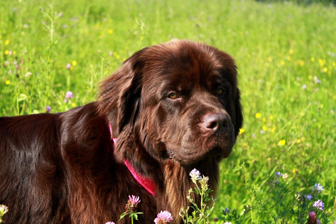 Newfoundlænder Alma billede 37