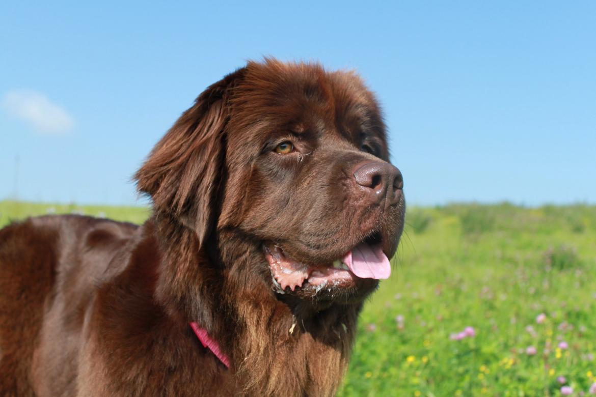 Newfoundlænder Alma billede 38