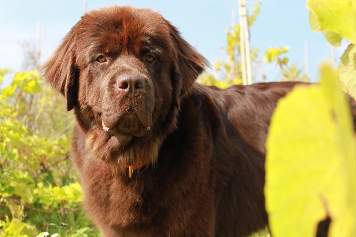 Newfoundlænder Alma billede 34