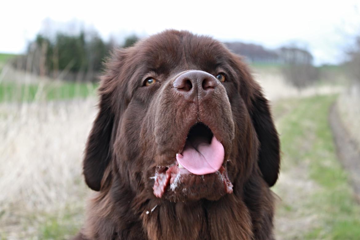 Newfoundlænder Alma - Såååå yndig. billede 40