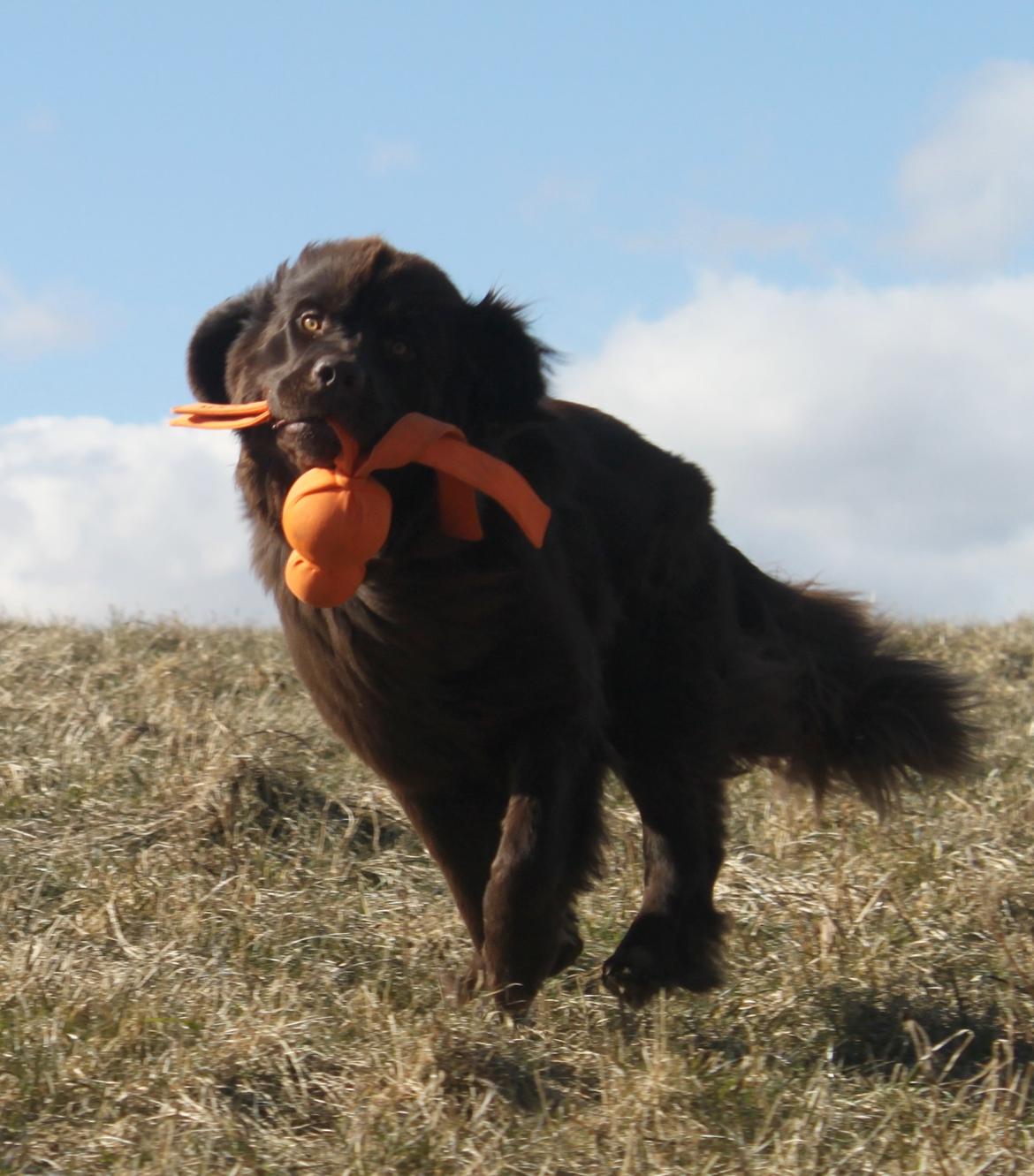 Newfoundlænder Alma billede 35