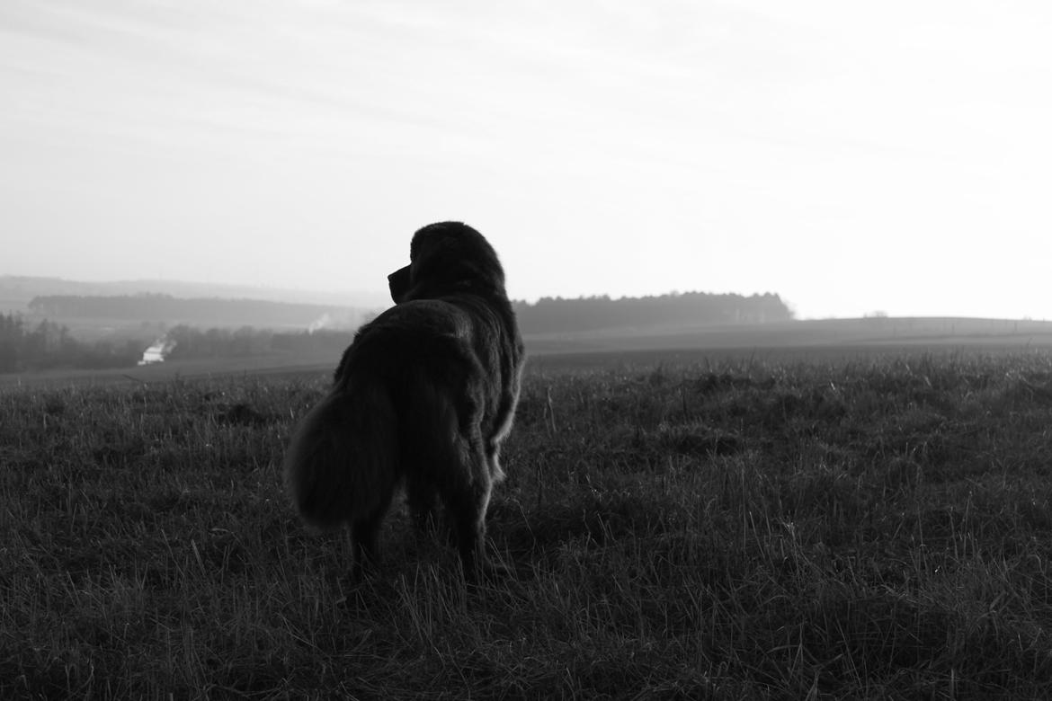 Newfoundlænder Alma billede 36