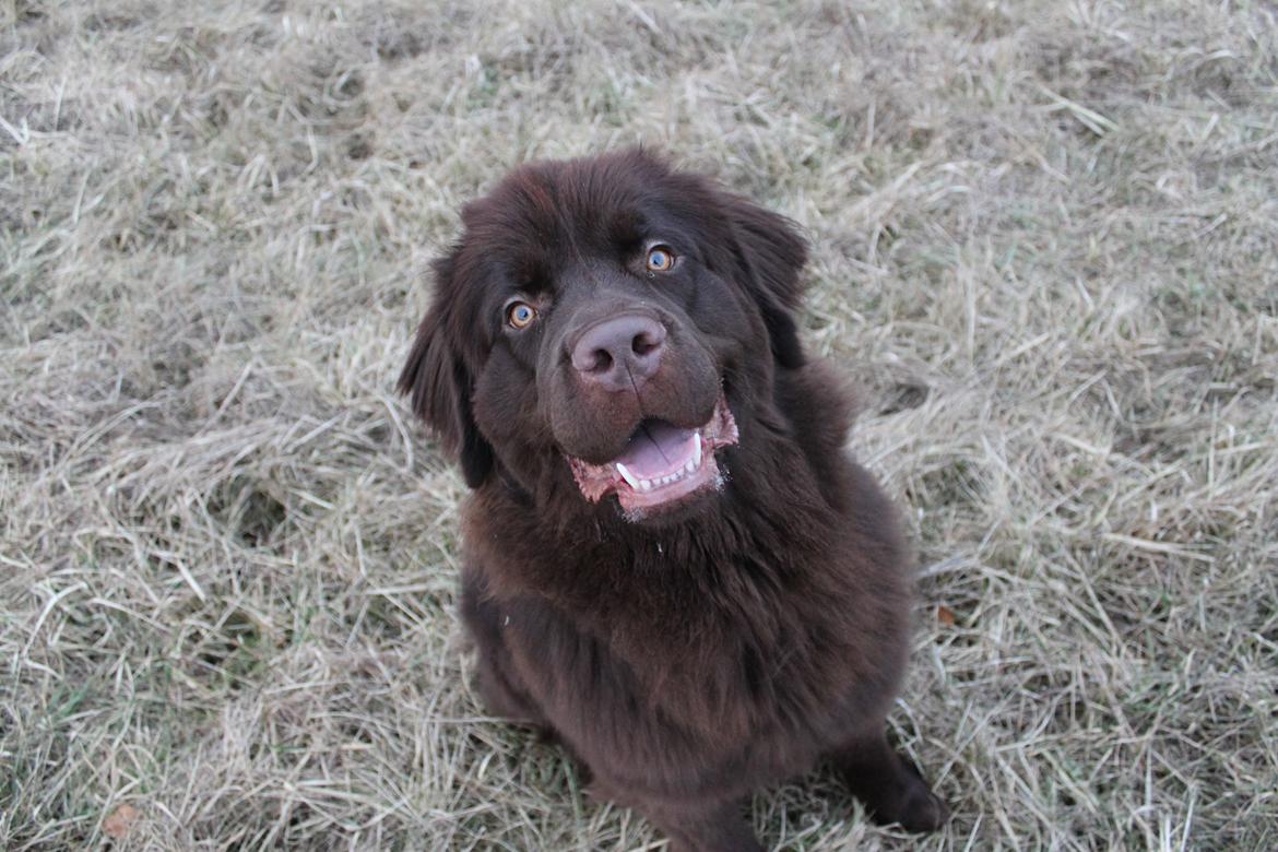 Newfoundlænder Alma billede 39