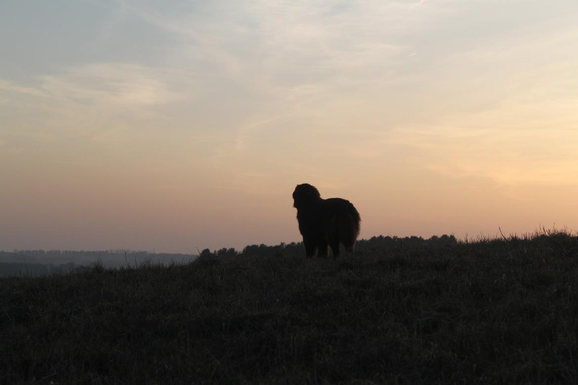 Newfoundlænder Alma billede 42
